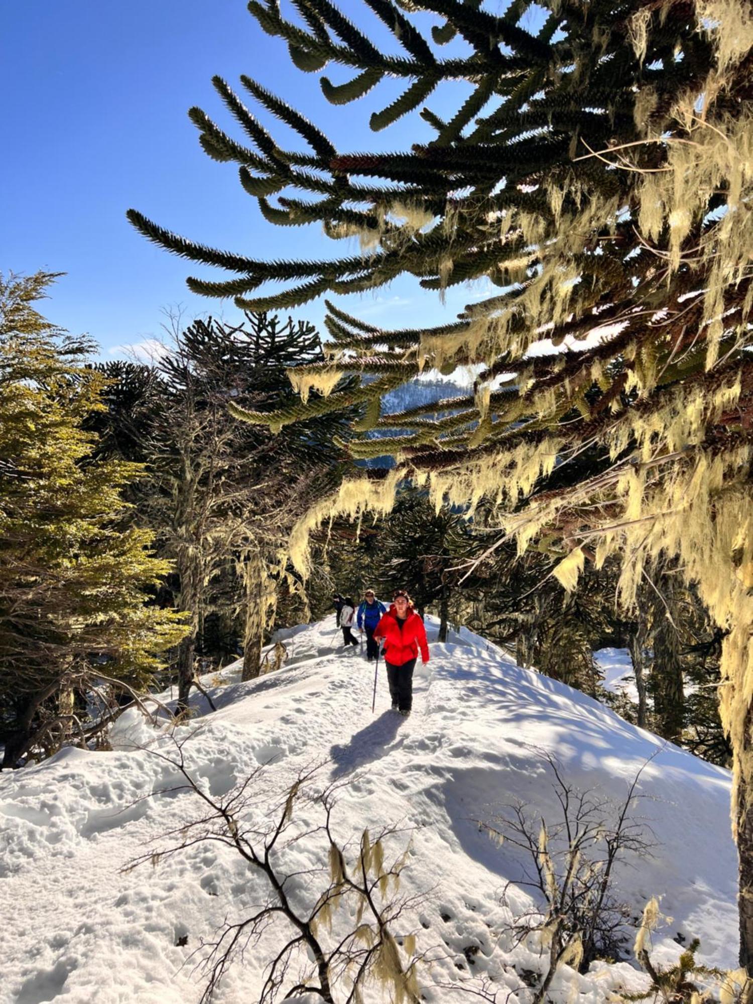 Chalet Altos Del Sollipulli