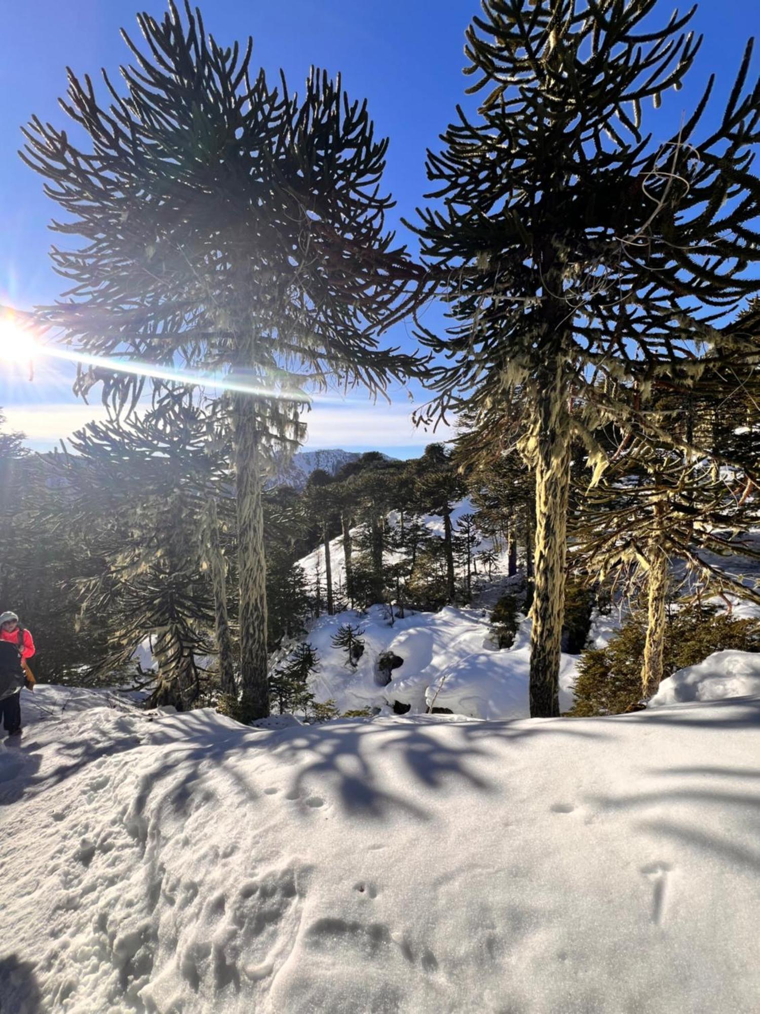 Chalet Altos Del Sollipulli Ruminano